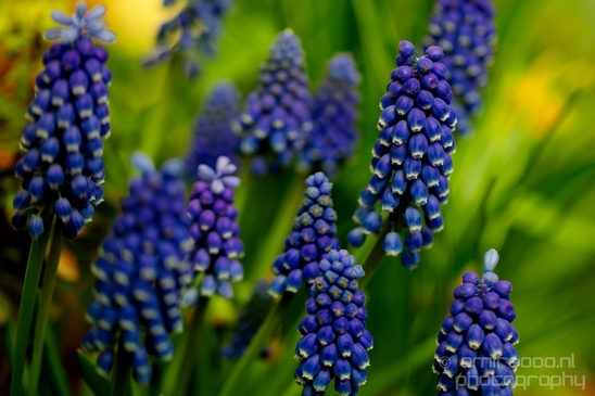 Macro_looking_at_flowers_spring_nature_Photography_222_Canon_EOS_5D_Mark_IV.JPG