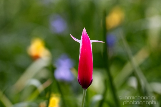 Macro_looking_at_flowers_spring_nature_Photography_223_Canon_EOS_5D_Mark_IV.JPG