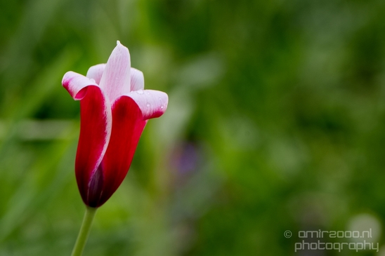 Macro_looking_at_flowers_spring_nature_Photography_224_Canon_EOS_5D_Mark_IV.JPG