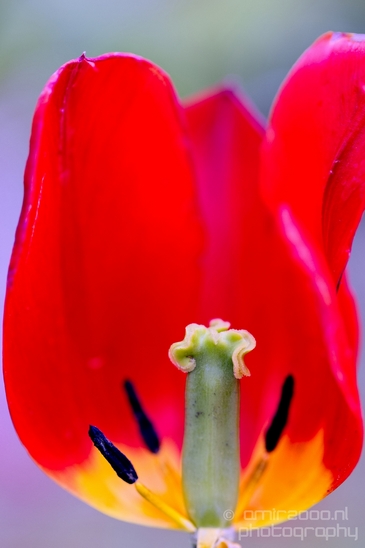 Macro_looking_at_flowers_spring_nature_Photography_228_Canon_EOS_5D_Mark_IV.JPG