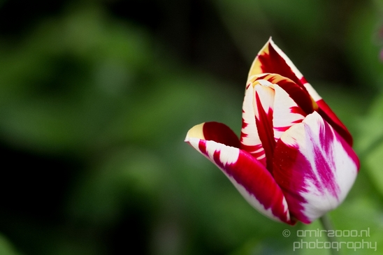 Macro_looking_at_flowers_spring_nature_Photography_229_Canon_EOS_5D_Mark_IV.JPG