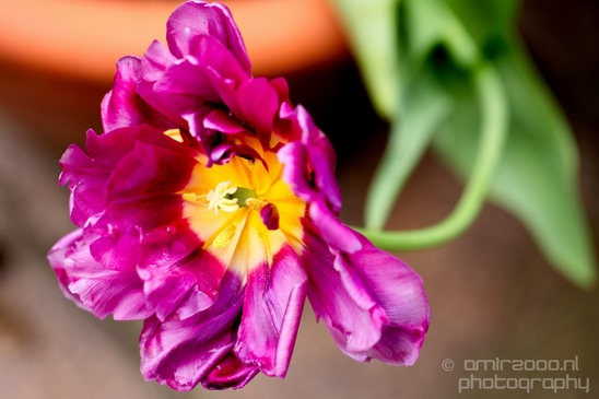 Macro_looking_at_flowers_spring_nature_Photography_232_Canon_EOS_5D_Mark_IV.JPG