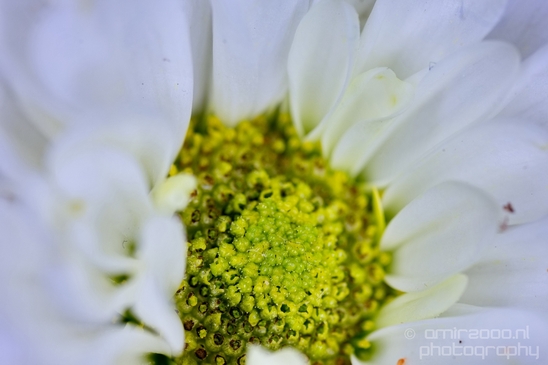 Macro_looking_at_flowers_spring_nature_Photography_240_Canon_EOS_5D_Mark_IV.JPG