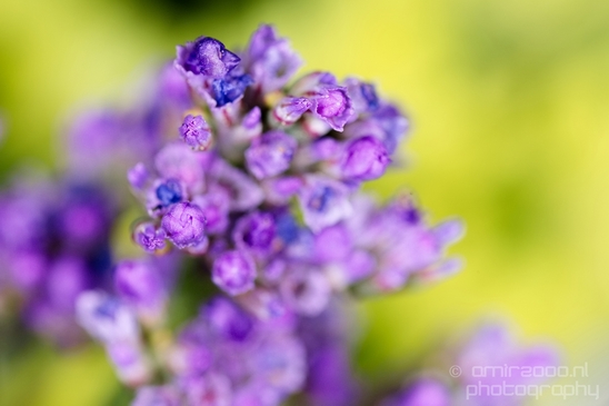 Macro_looking_at_flowers_spring_nature_Photography_241_Canon_EOS_5D_Mark_IV.JPG