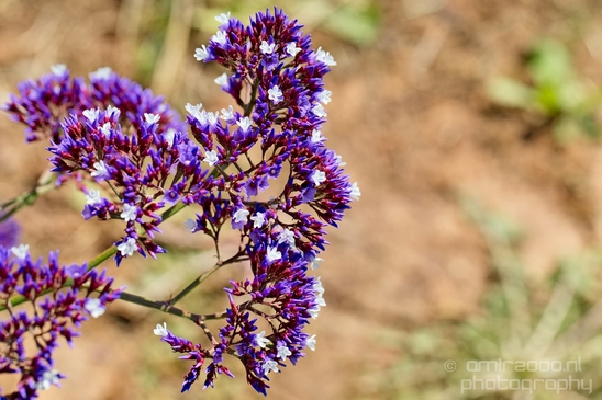 Macro_looking_at_flowers_spring_nature_Photography_251_Canon_EOS_5D_Mark_IV.JPG