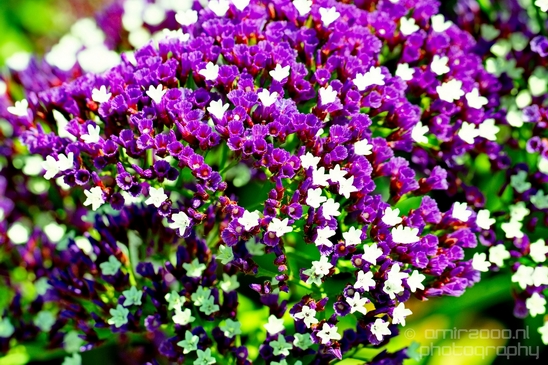 Macro_looking_at_flowers_spring_nature_Photography_252_Canon_EOS_5D_Mark_IV.JPG