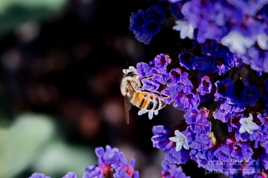 Macro_looking_at_flowers_spring_nature_Photography_253_Canon_EOS_5D_Mark_IV.JPG