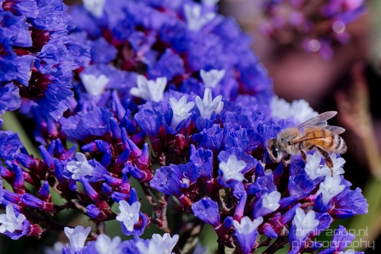 Macro_looking_at_flowers_spring_nature_Photography_256_Canon_EOS_5D_Mark_IV.JPG