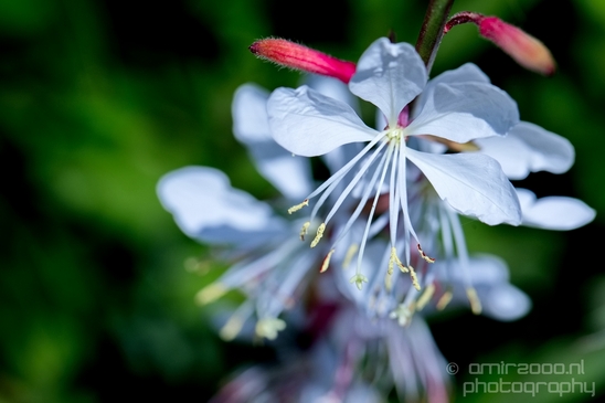 Macro_looking_at_flowers_spring_nature_Photography_258_Canon_EOS_5D_Mark_IV.JPG