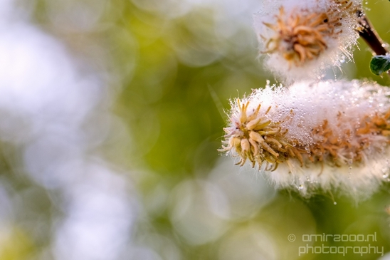 Macro_looking_at_flowers_spring_nature_Photography_272_Canon_EOS_5D_Mark_IV.JPG