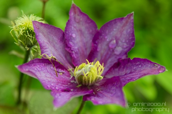Macro_looking_at_flowers_spring_nature_Photography_273_Canon_EOS_5D_Mark_IV.JPG