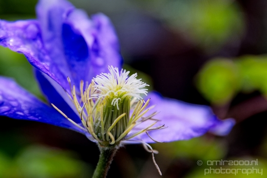 Macro_looking_at_flowers_spring_nature_Photography_274_Canon_EOS_5D_Mark_IV.JPG