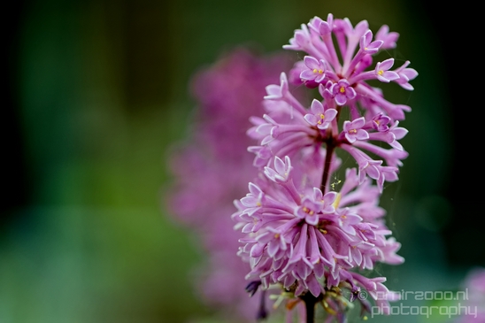 Macro_looking_at_flowers_spring_nature_Photography_276_Canon_EOS_5D_Mark_IV.JPG