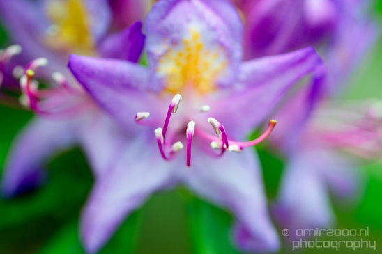 Macro_looking_at_flowers_spring_nature_Photography_278_Canon_EOS_5D_Mark_IV.JPG
