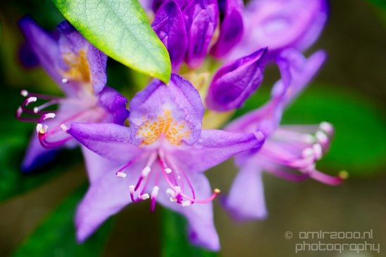 Macro_looking_at_flowers_spring_nature_Photography_280_Canon_EOS_5D_Mark_IV.JPG