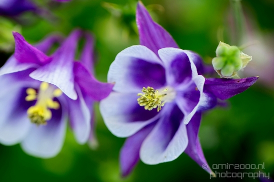 Macro_looking_at_flowers_spring_nature_Photography_281_Canon_EOS_5D_Mark_IV.JPG