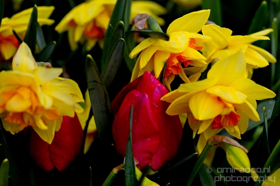 Macro_looking_at_flowers_spring_nature_Photography_293_Canon_EOS_5D_Mark_IV.JPG