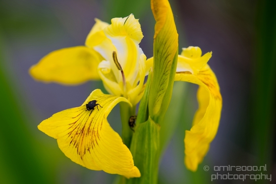 Macro_looking_at_flowers_spring_nature_Photography_309_Canon_EOS_5D_Mark_IV.JPG