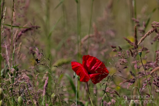 Macro_looking_at_flowers_spring_nature_Photography_310_Canon_EOS_5D_Mark_IV.JPG