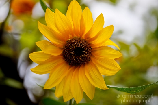 Macro_looking_at_sunflower_flowers_nature_Photography_001_Canon_EOS_5D_Mark_IV.JPG
