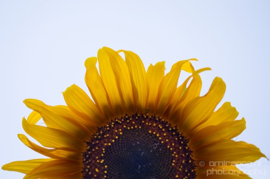 Macro_looking_at_sunflower_flowers_nature_Photography_003_Canon_EOS_5D_Mark_IV.JPG