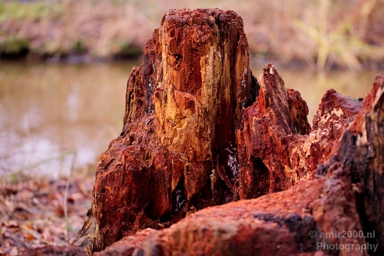Macro_looking_at_tree_trunk_nature_Photography_001_Canon_EOS_5D_Mark_IV.JPG