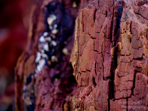 Macro_looking_at_tree_trunk_nature_Photography_002_Canon_EOS_5D_Mark_IV.JPG