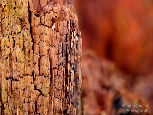 Macro_looking_at_tree_trunk_nature_Photography_003_Canon_EOS_5D_Mark_IV.JPG