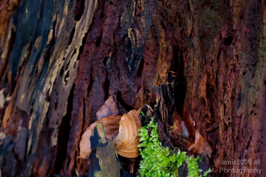 Macro_looking_at_tree_trunk_nature_Photography_004_Canon_EOS_5D_Mark_IV.JPG