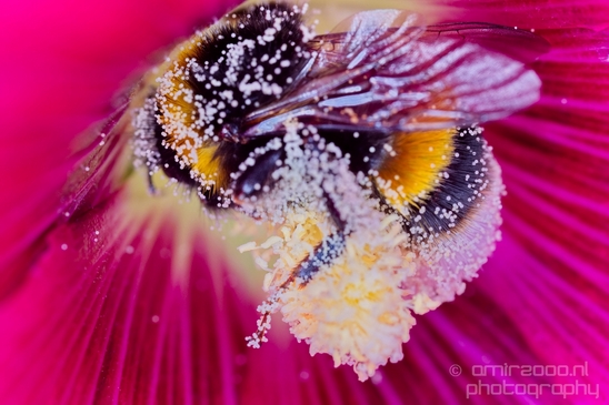 Macro_photography_bee_on_a_flower_nature_013.JPG