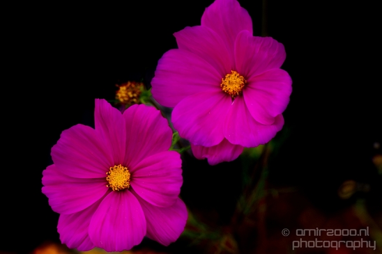 Macro_photography_closeup_on_flower_flowers_summer_nature_018.JPG