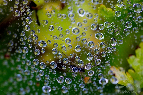 Macro_rain_drops_droplet_nature_Photography_002_Canon_EOS_5D_Mark_IV.JPG