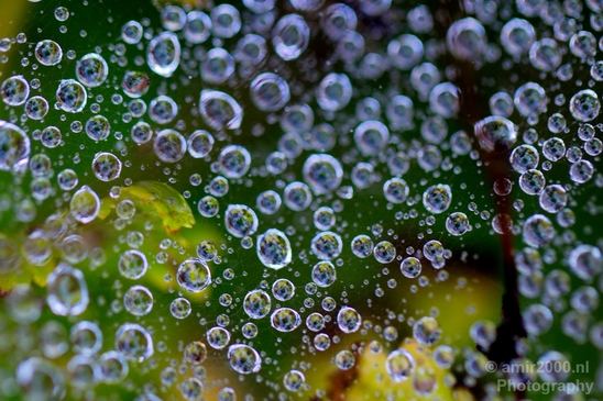 Macro_rain_drops_droplet_nature_Photography_003_Canon_EOS_5D_Mark_IV.JPG