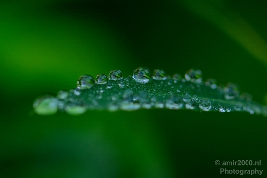 Macro_rain_drops_droplet_nature_Photography_004_Canon_EOS_5D_Mark_IV.JPG