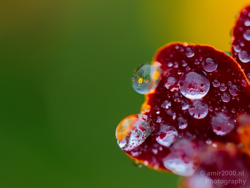 Macro_rain_drops_droplet_nature_Photography_005_Canon_EOS_5D_Mark_IV.JPG