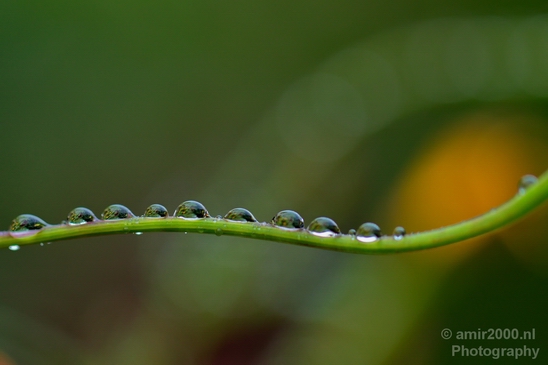Macro_rain_drops_droplet_nature_Photography_006_Canon_EOS_5D_Mark_IV.JPG