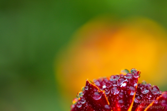 Macro_rain_drops_droplet_nature_Photography_007_Canon_EOS_5D_Mark_IV.JPG