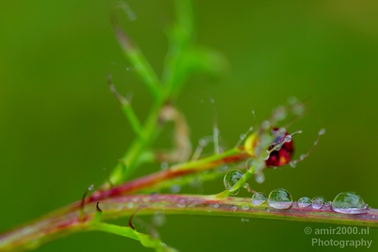 Macro_rain_drops_droplet_nature_Photography_008_Canon_EOS_5D_Mark_IV.JPG