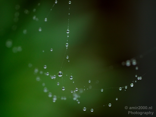 Macro_rain_drops_droplet_nature_Photography_009_Canon_EOS_5D_Mark_IV.JPG