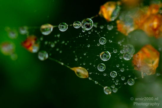 Macro_rain_drops_droplet_nature_Photography_011_Canon_EOS_5D_Mark_IV.JPG