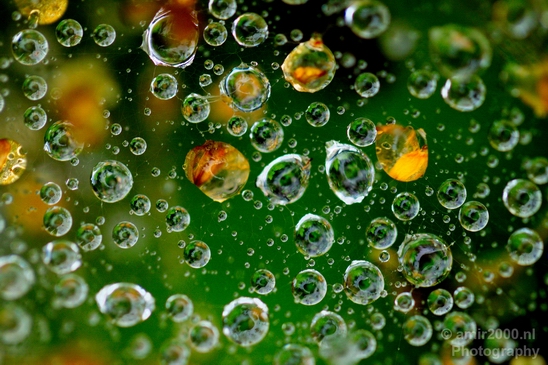 Macro_rain_drops_droplet_nature_Photography_013_Canon_EOS_5D_Mark_IV.JPG