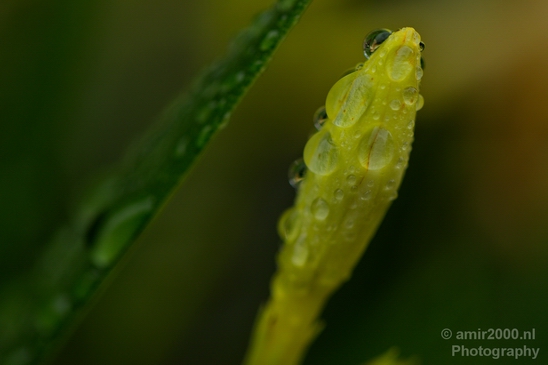 Macro_rain_drops_droplet_nature_Photography_014_Canon_EOS_5D_Mark_IV.JPG