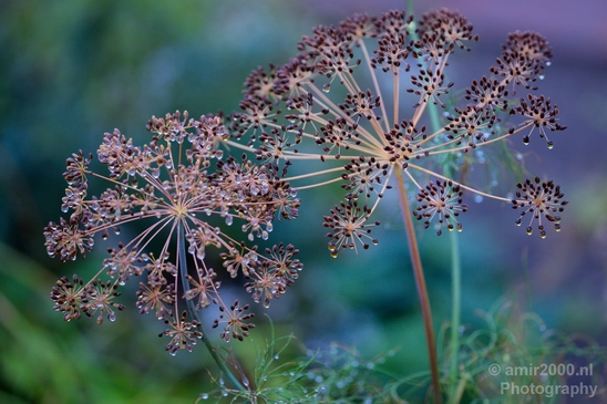 Macro_rain_drops_droplet_nature_Photography_016_Canon_EOS_5D_Mark_IV.JPG