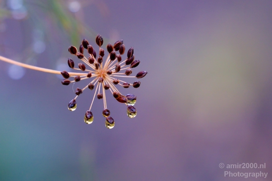 Macro_rain_drops_droplet_nature_Photography_017_Canon_EOS_5D_Mark_IV.JPG