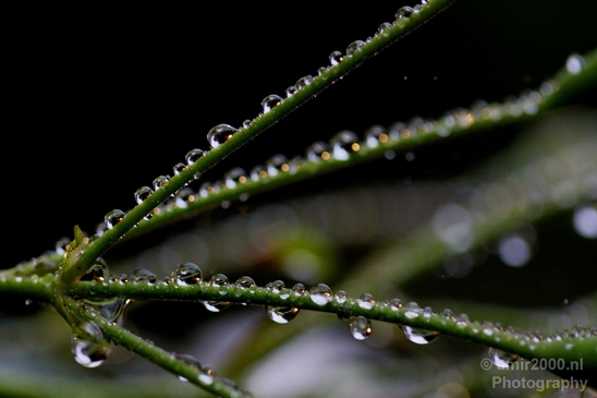 Macro_rain_drops_droplet_nature_Photography_018_Canon_EOS_5D_Mark_IV.JPG