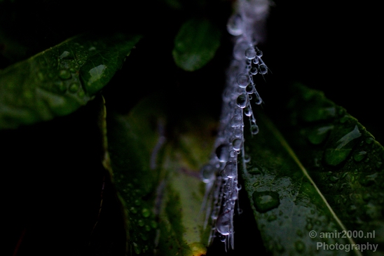 Macro_rain_drops_droplet_nature_Photography_019_Canon_EOS_5D_Mark_IV.JPG