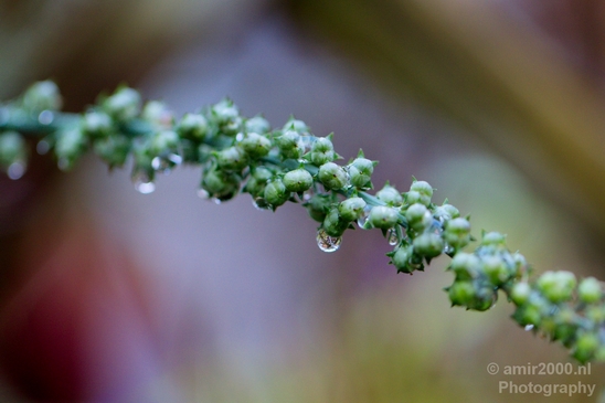 Macro_rain_drops_droplet_nature_Photography_021_Canon_EOS_5D_Mark_IV.JPG