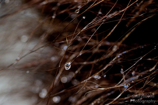 Macro_rain_drops_droplet_nature_Photography_022_Canon_EOS_5D_Mark_IV.JPG