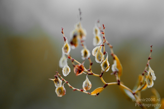 Macro_rain_drops_droplet_nature_Photography_023_Canon_EOS_5D_Mark_IV.JPG