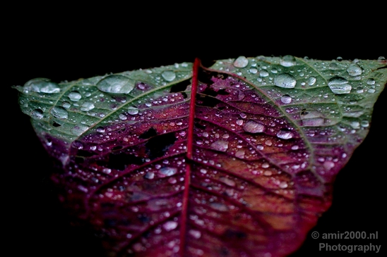 Macro_rain_drops_droplet_nature_Photography_026_Canon_EOS_5D_Mark_IV.JPG